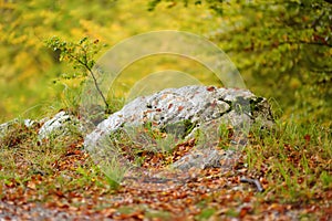 Scenic view of the forest in Lovchen National Park on autumn day. Tourism and travel.Hiking