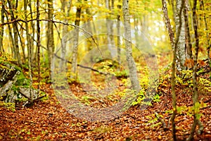 Scenic view of the forest in Lovchen National Park on autumn day. Tourism and travel.Hiking