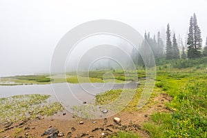 Scenic view of the forest,meadow and lake with fog on the day in Tipzoo lake,mt Rainier,Washington,USA..