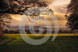 Scenic view from a forest in Phoenix Park, Dublin, Ireland