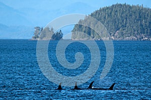 Scenic view four shark in water with their fins exposed near Telegraph Cove Vancouver Island Canada