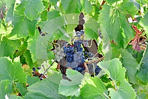 Scenic view of fresh grapes in the valley below the Pic Saint-Loup mountain