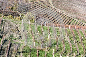 Scenic view of the freshly harvested grape fields in autumn in Barolo valley