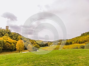 Scenic view of the freshly harvested grape fields in autumn near Buje