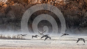 Scenic view of Geese flying over the Rio Grande in Albuquerque, New Mexico