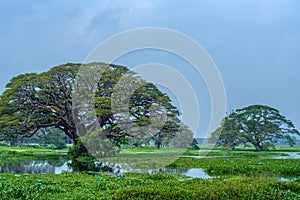 Scenic view of giant trees in lake