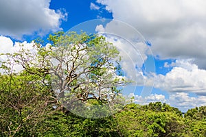 Scenic view of giant trees in Sri Lanka