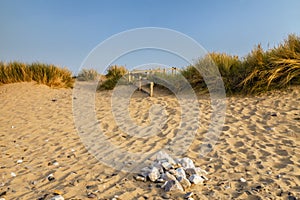 Scenic view of a golden sandy beach in the summer evening light