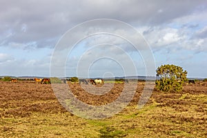 A scenic view of a grassy heartland with colorful bushes and wild horses under a majestic blue sky and white clouds