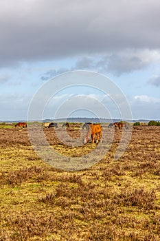 A scenic view of a grassy heartland with colorful bushes and wild horses under a majestic blue sky and white clouds