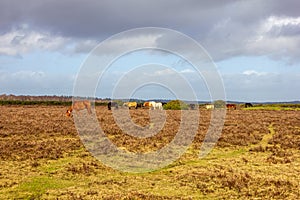 A scenic view of a grassy heartland with colorful bushes and wild horses under a majestic blue sky and white clouds