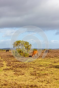 A scenic view of a grassy heartland with colorful bushes and wild horses under a majestic blue sky and white clouds