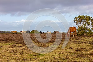 A scenic view of a grassy heartland with colorful bushes and wild horses under a majestic blue sky and white clouds