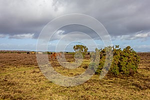 A scenic view of a grassy heartland with colorful bushes and wild horses under a majestic blue sky and white clouds