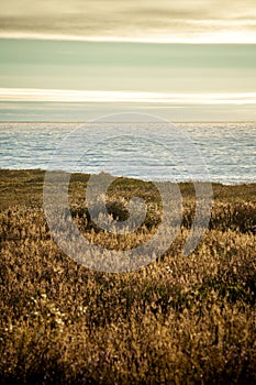 Scenic view of a grassy meadow against the sea