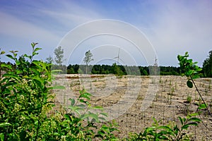 Scenic view of a green landscape in Wortel, Hoogstraten, Belgium photo