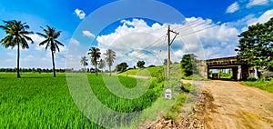 Scenic view of green paddy fields against the backdrop of blue sky in rural Andhrapradesh, India