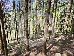 Scenic view of a green pine forest on a sunny day