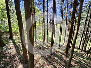 Scenic view of a green pine forest on a sunny day