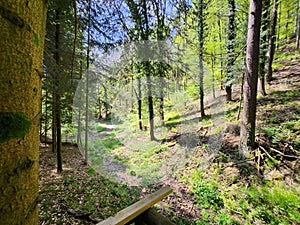 Scenic view of a green pine forest on a sunny day