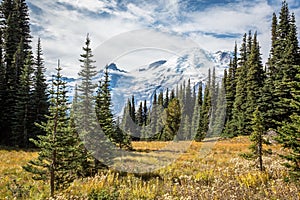 Scenic view of green trees against a snow-covered mountain