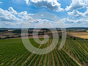 Scenic view of a green vine field in Baden Wuerttemberg in Germany