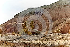 scenic view of haloxylon tree Altyn Emel National Park, Kazakhstan