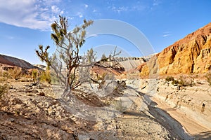 scenic view of haloxylon tree Altyn Emel National Park, Kazakhstan