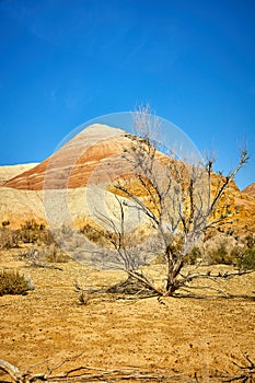 scenic view of haloxylon tree Altyn Emel National Park, Kazakhstan