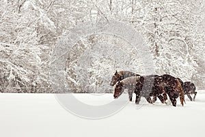 Scenic view of a herd of horses walking in a field covered by snow during a blizzard