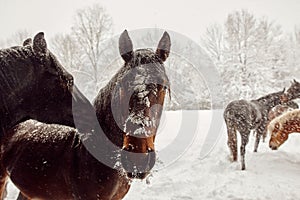 Scenic view of a herd of horses walking in a field covered by snow during a blizzard