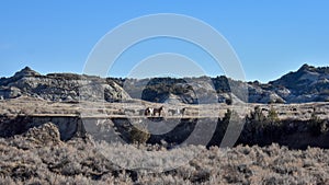 Wild horses graxe from a distance. photo