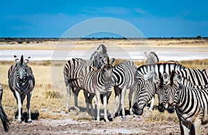 Scenic view of a herd of zebras grazing on dried grass in savanna in Namibia