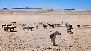 Scenic view of horses in a Namibian wild desert with an arid landscape