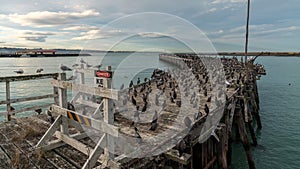 Scenic view of a huge flock of birds standing on a wooden pier