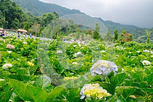 Scenic view of hydrangea flowers blooming in natural plantation