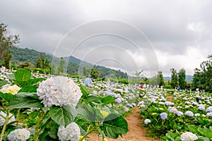 Scenic view of hydrangea flowers blooming in natural plantation