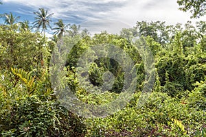 Scenic view of impassable jungle in summer photo