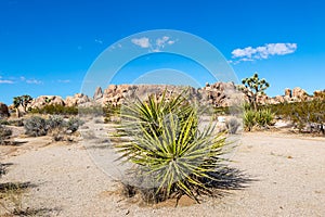 A Scenic View in Joshua Tree National Park