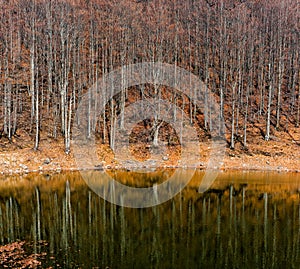 Scenic view of lake by trees against sky, Lago Scuro, Ventasso photo