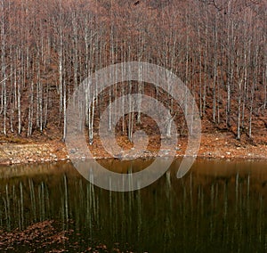 Scenic view of lake by trees against sky, Lago Scuro, Ventasso photo