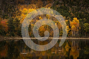 Scenic view of a lake with the trees reflecting on the water, in Acadia National Park, Maine, USA