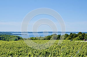 Scenic view of lakeshore with vineyard, Michigan