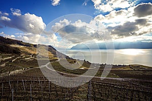 Scenic view of Lavaux, Switzerland