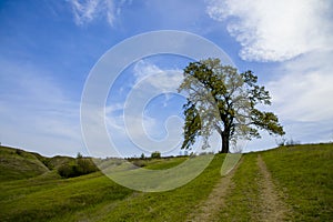 Scenic view of lone oak tree in green countryside