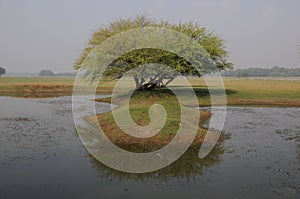 Scenic view of a lone tree on the side of a pond under a gloomy sky