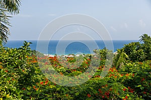 Scenic view lowers plants and trees and the ocean.