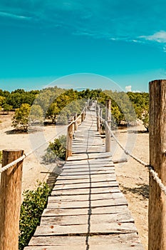 Scenic view Mangrove boardwalk in Mida Creek in Watamu, Kilifi County in Kenya