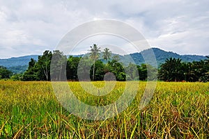 Scenic view of meadow against mountains