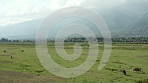 Scenic view of meadow with bisons pasturing.